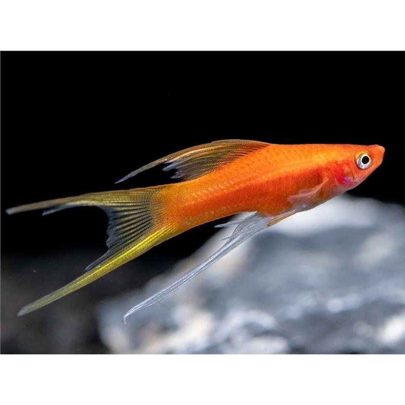 Xiphophorus helleri mix lyretail hifin - imagine 4